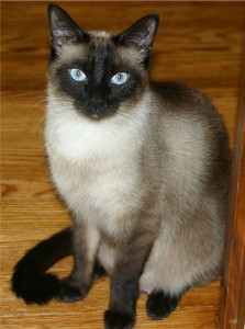 640px-Niobe050905-Siamese_Cat