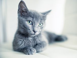 Portrait of an Russian Blue, 4 months old kitten.